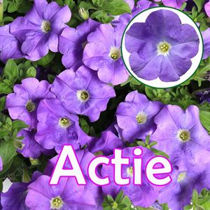 Afbeelding van Petunia P12 "Actie" San Sky Blue